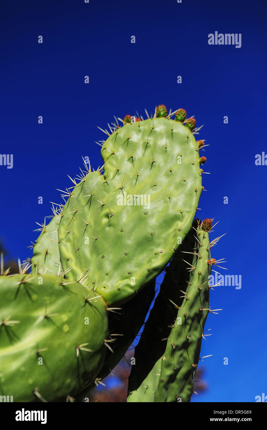 Close-up di Cactus, Messico Foto Stock