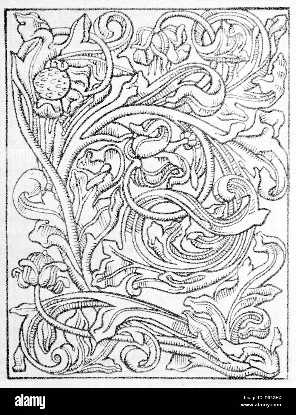Ornamento fiorito dal libro alfabeto di lettere grandi 1500 pubblicato a Venezia Foto Stock