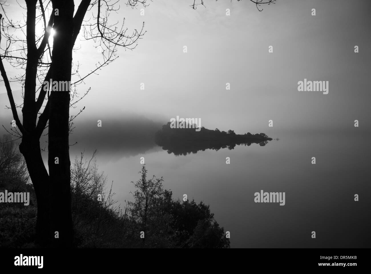 Lago nebbiosi sbocciare fiori tree Foto Stock