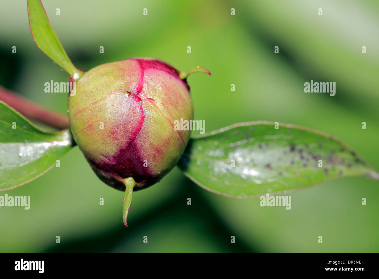 Flower bud, comune peonia, dettaglio, macro Foto Stock