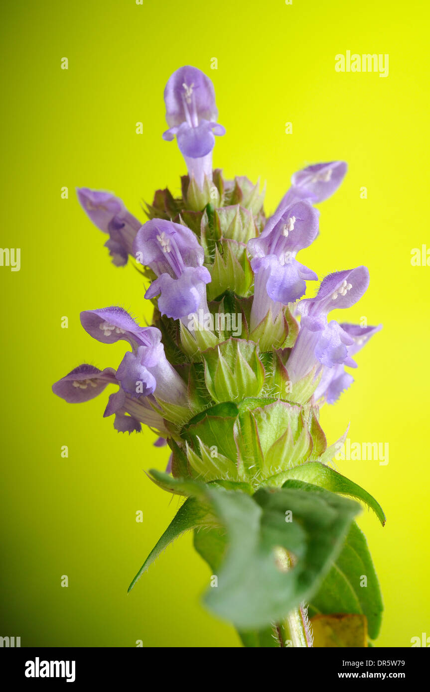Ritratto verticale di comune self-guarire, prunella vulgaris. Foto Stock