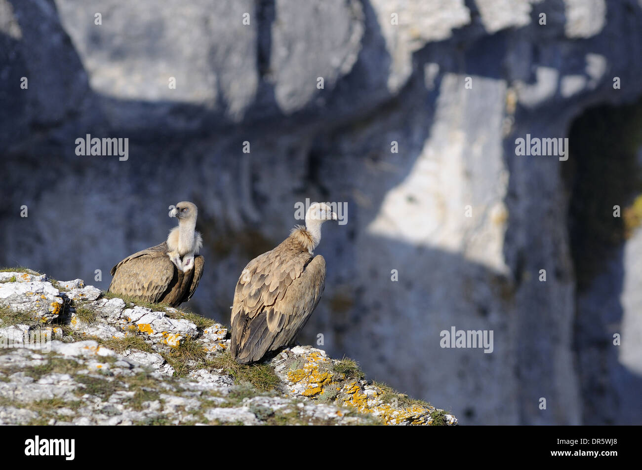 Scena orizzontale con due avvoltoi griffon Gyps fulvus arroccato sul bordo di una scogliera. Foto Stock