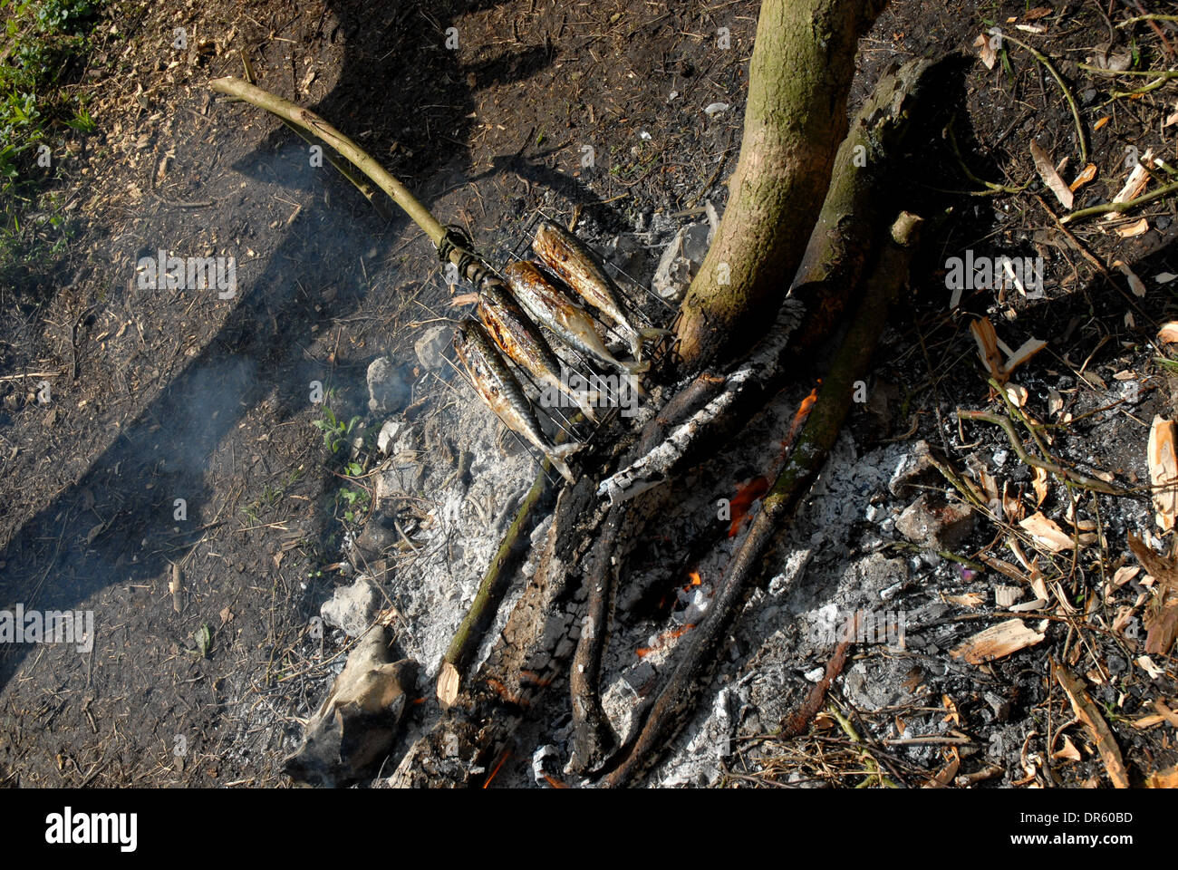 La cottura di sgombro su un fuoco aperto Foto Stock