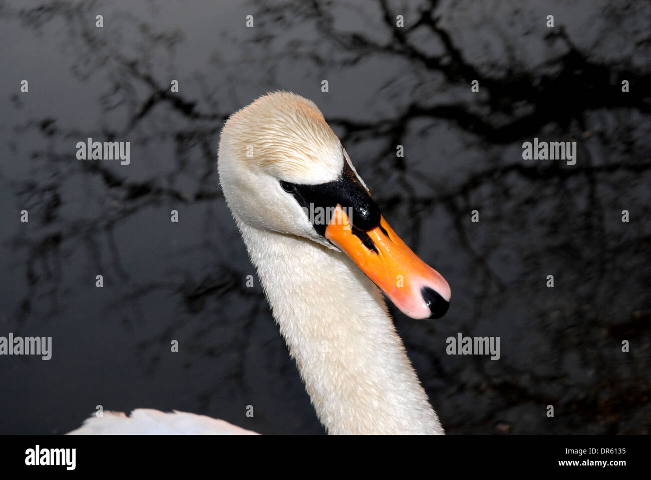 Un cigno (Cygnus) Foto Stock