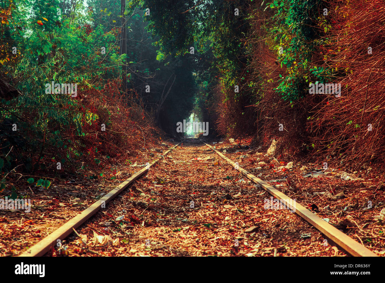 Ferrovia Strada fiori luce di sole foglie di albero secco verde ferro marrone treno lungo tunnel Egitto Foto Stock