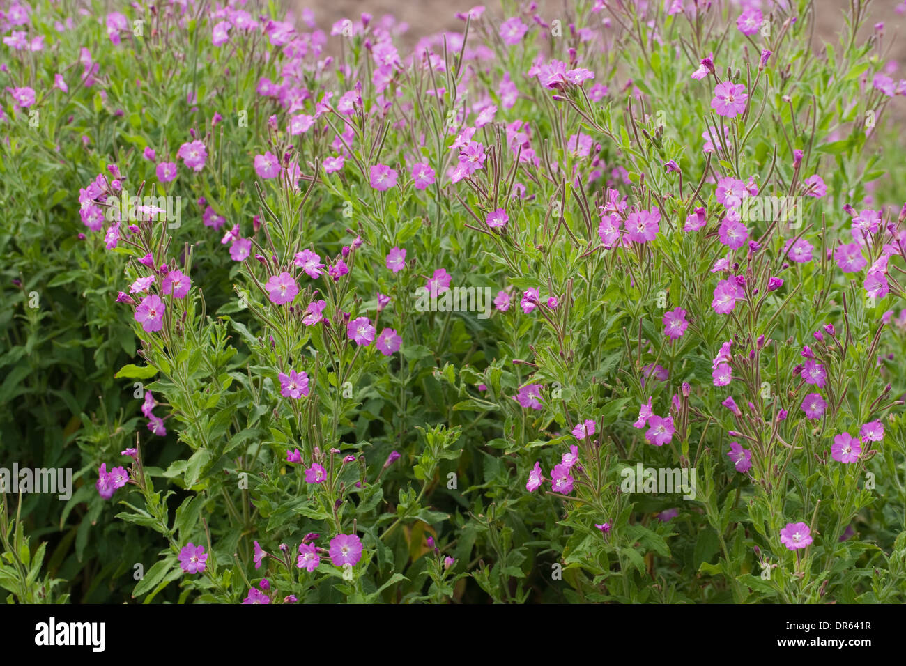 Grande Willowherb o Codlins e della crema di latte (Epilobium hirsutum). Luglio. Norfolk Broads. In Inghilterra. Foto Stock