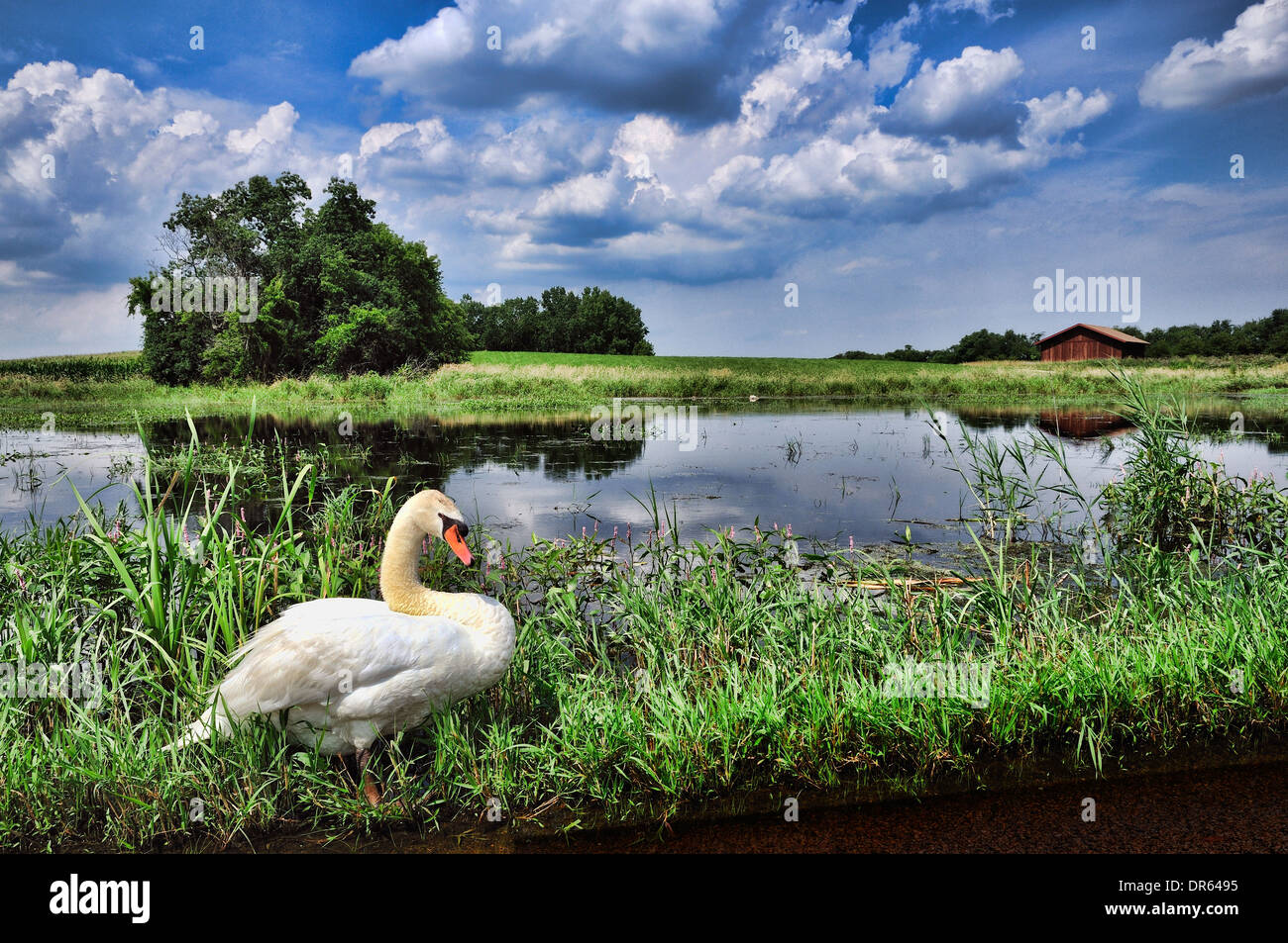 Cigno accanto alla palude habitat. Cygnus olor. Immagine hdr Foto Stock