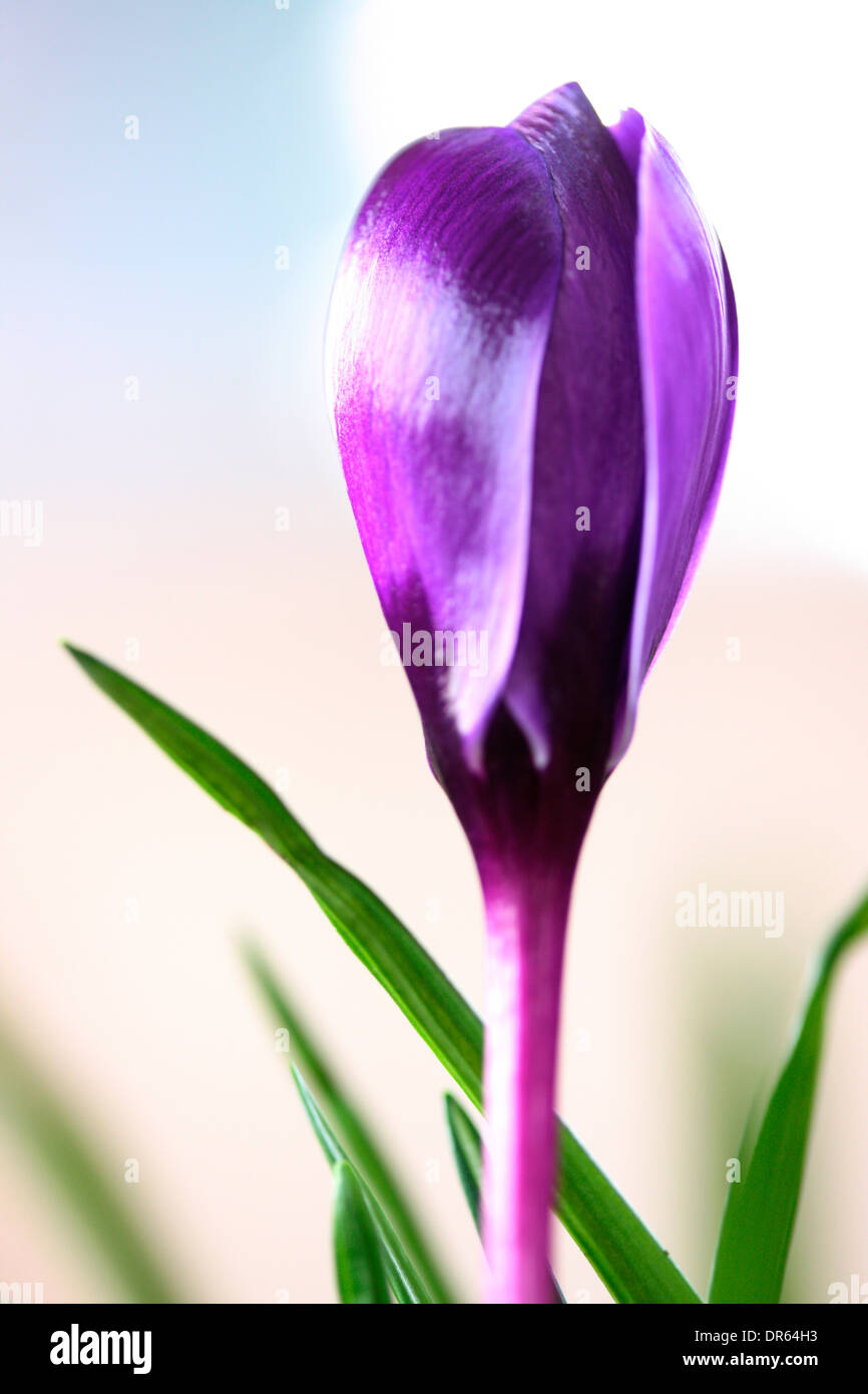 Bella viola molla fiore Crocus Jane Ann Butler JABP Fotografia1101 Foto Stock