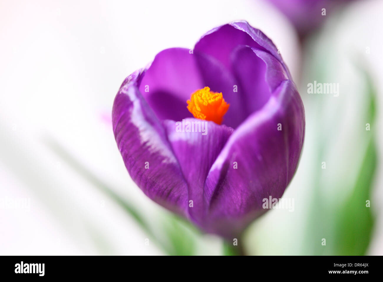 Bella molla viola crocus fresca e viva Jane Ann Butler JABP Fotografia1107 Foto Stock