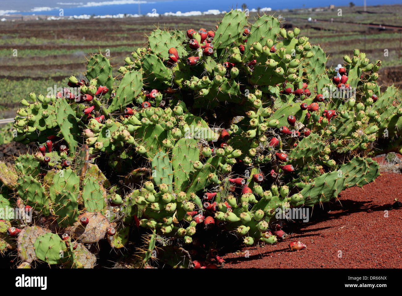 L' Opuntia, Feigenkaktur mit Früchten, Kakteengarten Jardín de Cactus bei Guatiza, Lanzarote, Isole Canarie, Canarie, Spagna Foto Stock