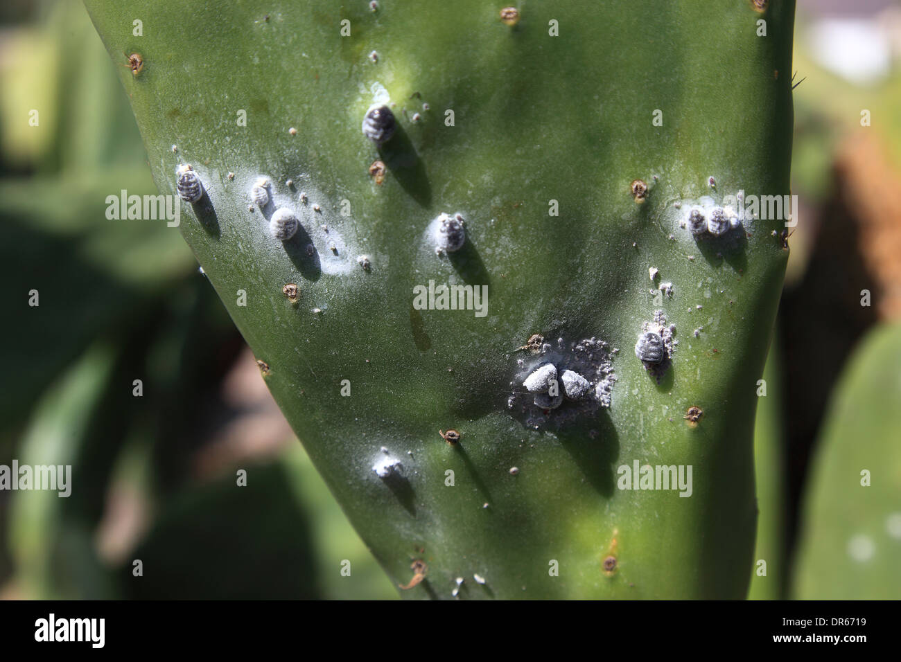 Spagna Opuntienplantagen per la riproduzione della scala di cocciniglia insetto in Guatiza, Lanzarote, Isole Canarie, Canarie Foto Stock