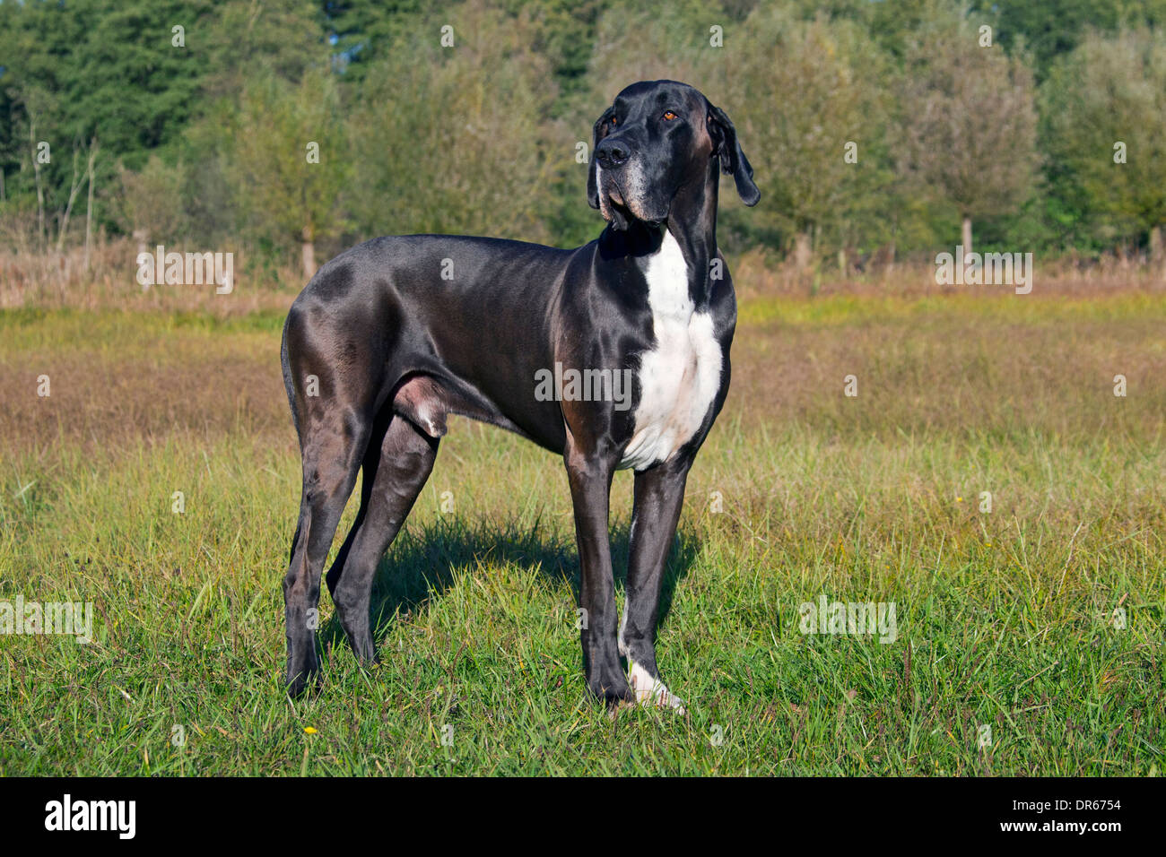 Alano / Deutsche Dogge / Tedesco Mastiff, una delle più alte del mondo cane razze Foto Stock