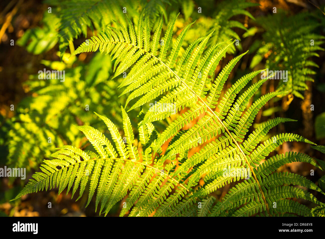Le felci in serata calda luce, Ambleside, Lake District, UK. Foto Stock