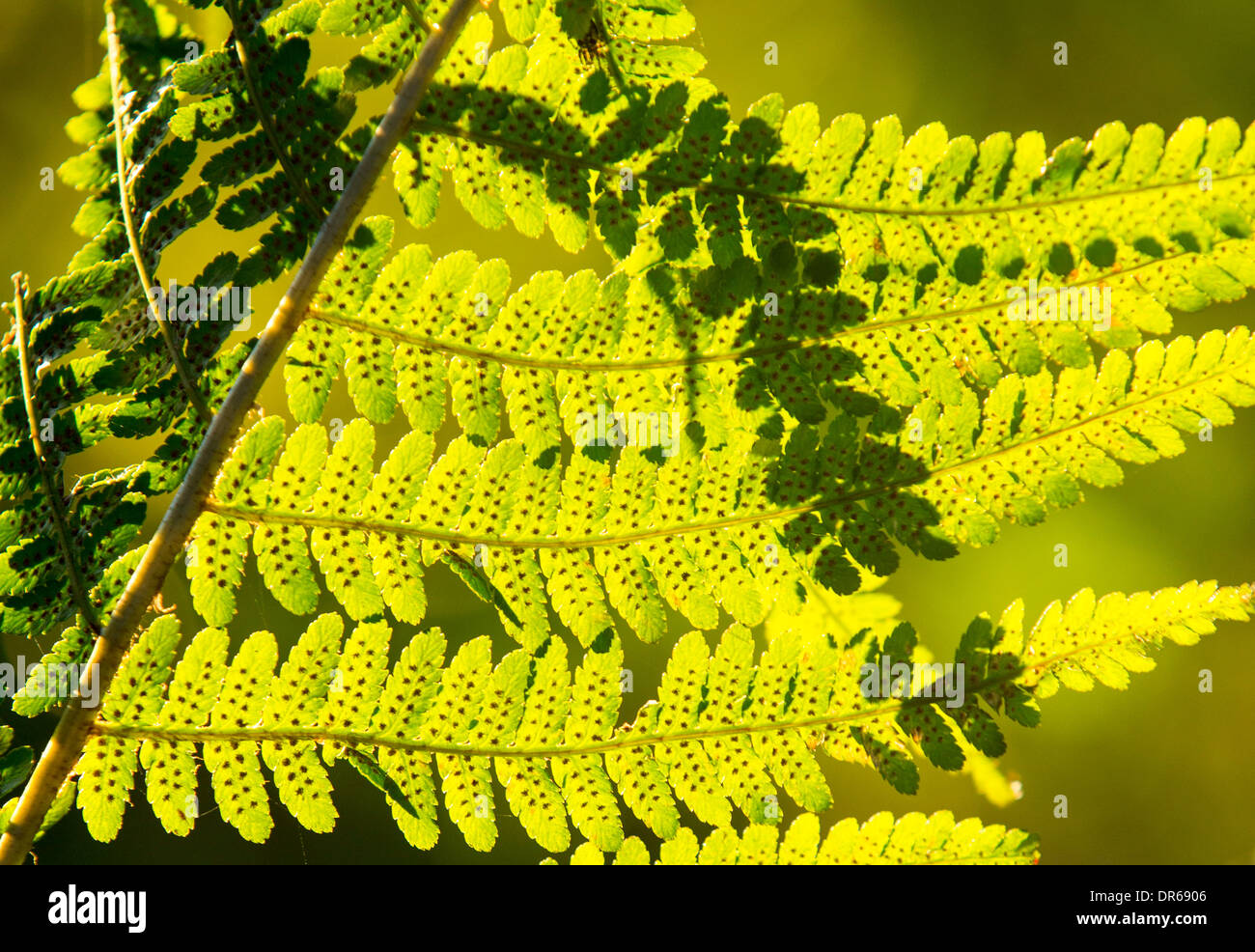 Le felci in serata calda luce, Ambleside, Lake District, UK. Foto Stock