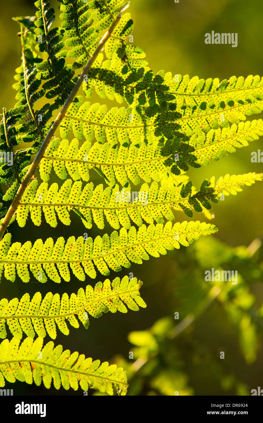 Le felci in serata calda luce, Ambleside, Lake District, UK. Foto Stock