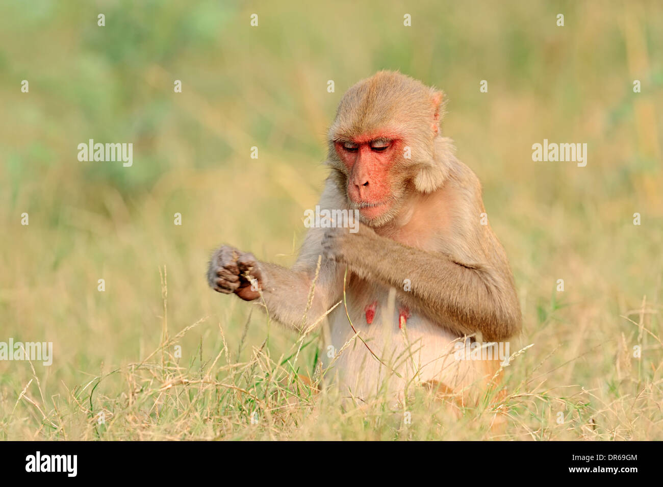 Scimmia Rhesus, macaco Rhesus (macaca mulatta), femmina, Keoladeo Ghana national park, Rajasthan, India Foto Stock