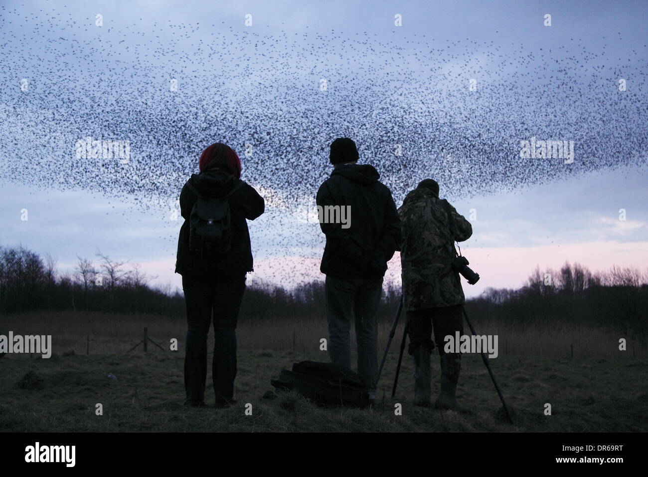 Gli amanti del birdwatching fotografare un murmuration di storni su Middleton Moor nel Parco Nazionale di Peak District, Derbyshire. Regno Unito Foto Stock