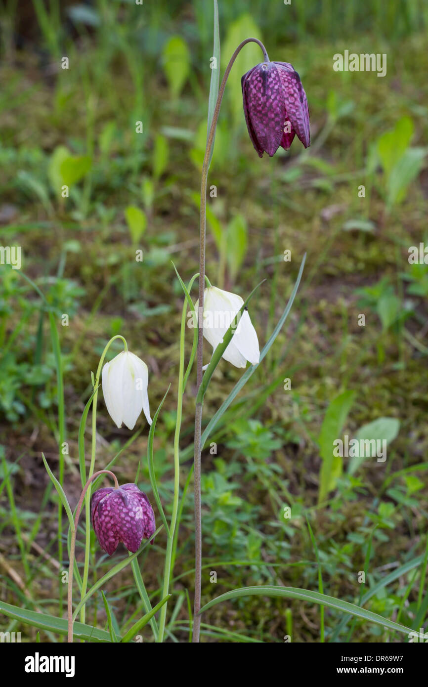 Lazzaro fiore campana scacchi scacchi scacchiera fiore Foto Stock