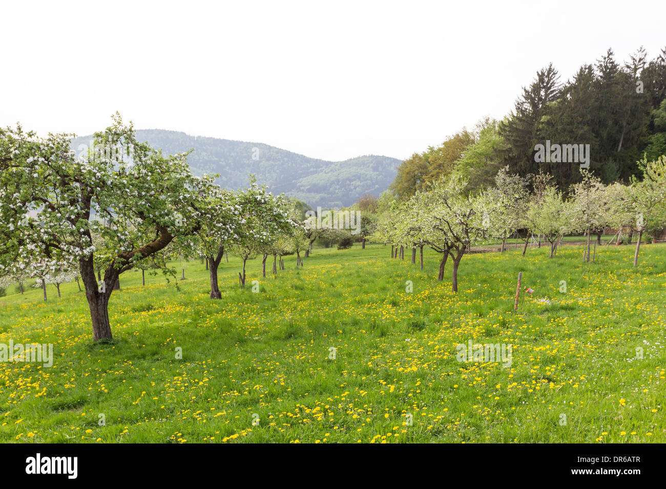 Vecchi alberi da frutto frutteti Germania Baviera gaerten di frutta Foto Stock