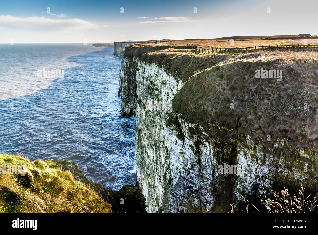 Bempton Cliffs RSPB sito sulla costa orientale dell'Inghilterra Foto Stock