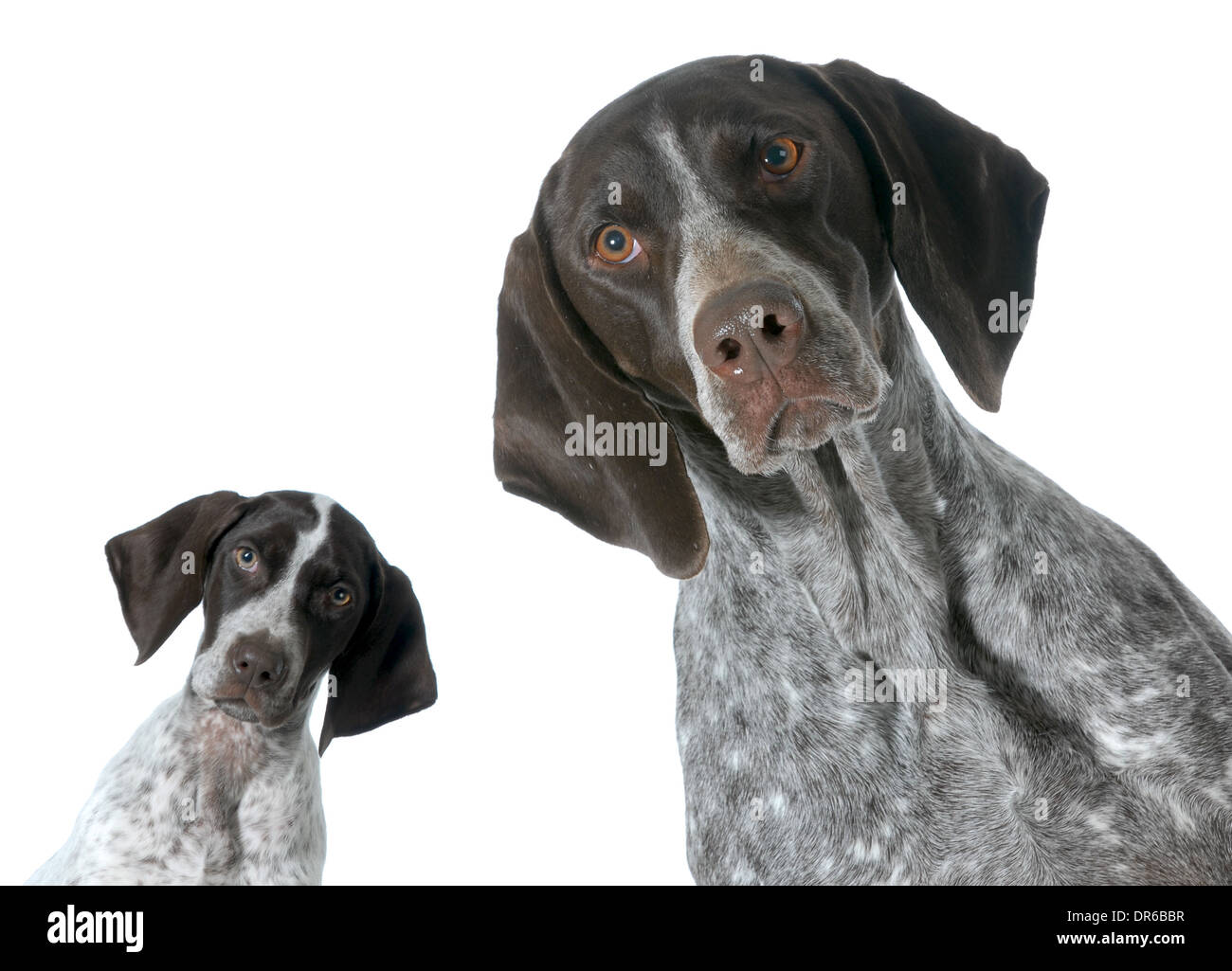 Adulto e cucciolo tedesco shorthaired puntatore isolati su sfondo bianco Foto Stock