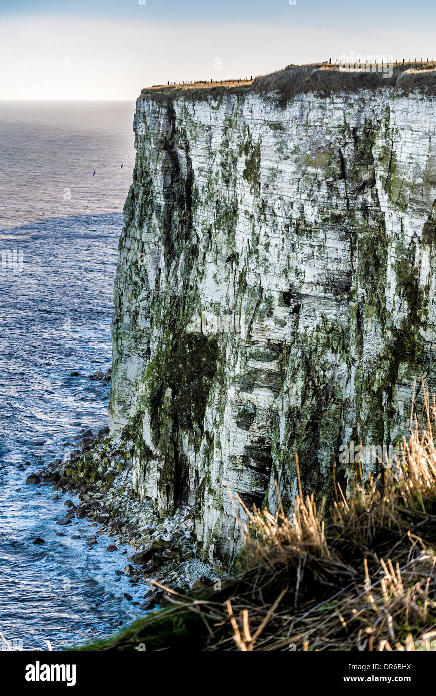 Bempton Cliffs RSPB sito sulla costa orientale dell'Inghilterra Foto Stock