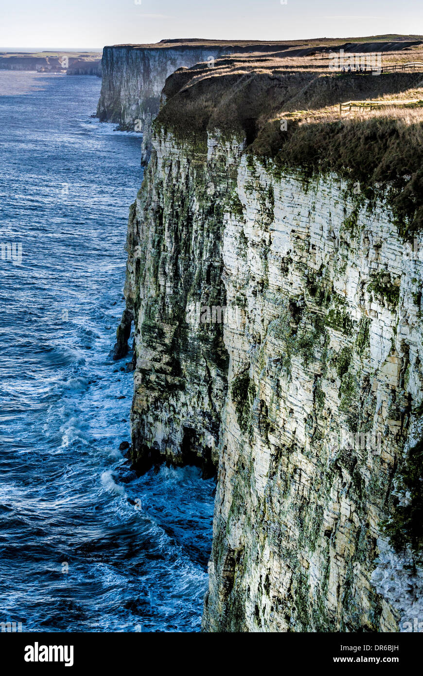 Bempton Cliffs RSPB sito sulla costa orientale dell'Inghilterra Foto Stock