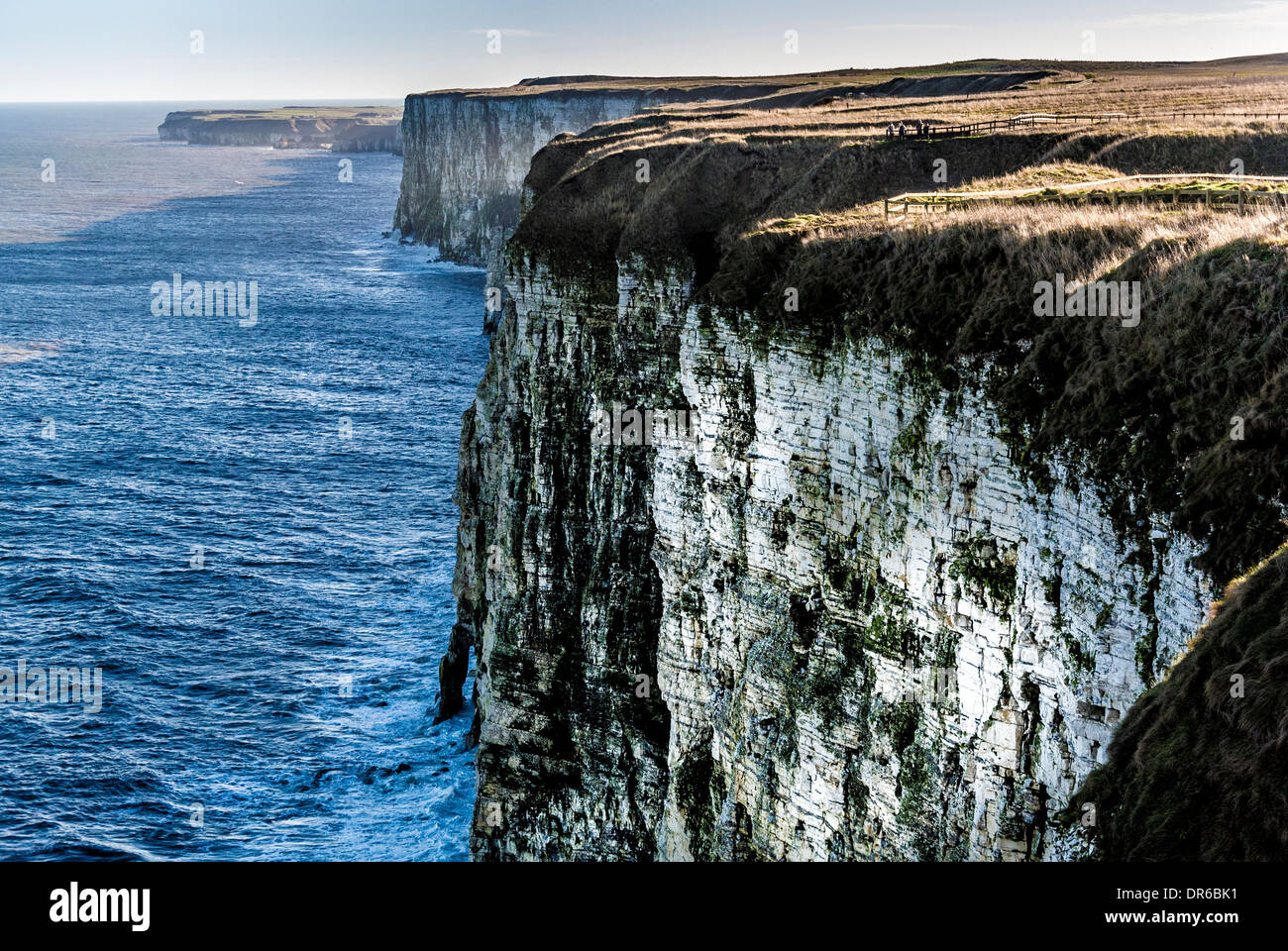 Bempton Cliffs RSPB sito sulla costa orientale dell'Inghilterra Foto Stock