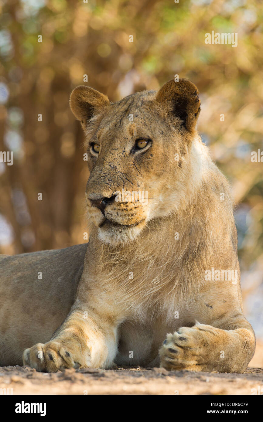 Giovane maschio Lion (Panthera leo) ritratto Foto Stock