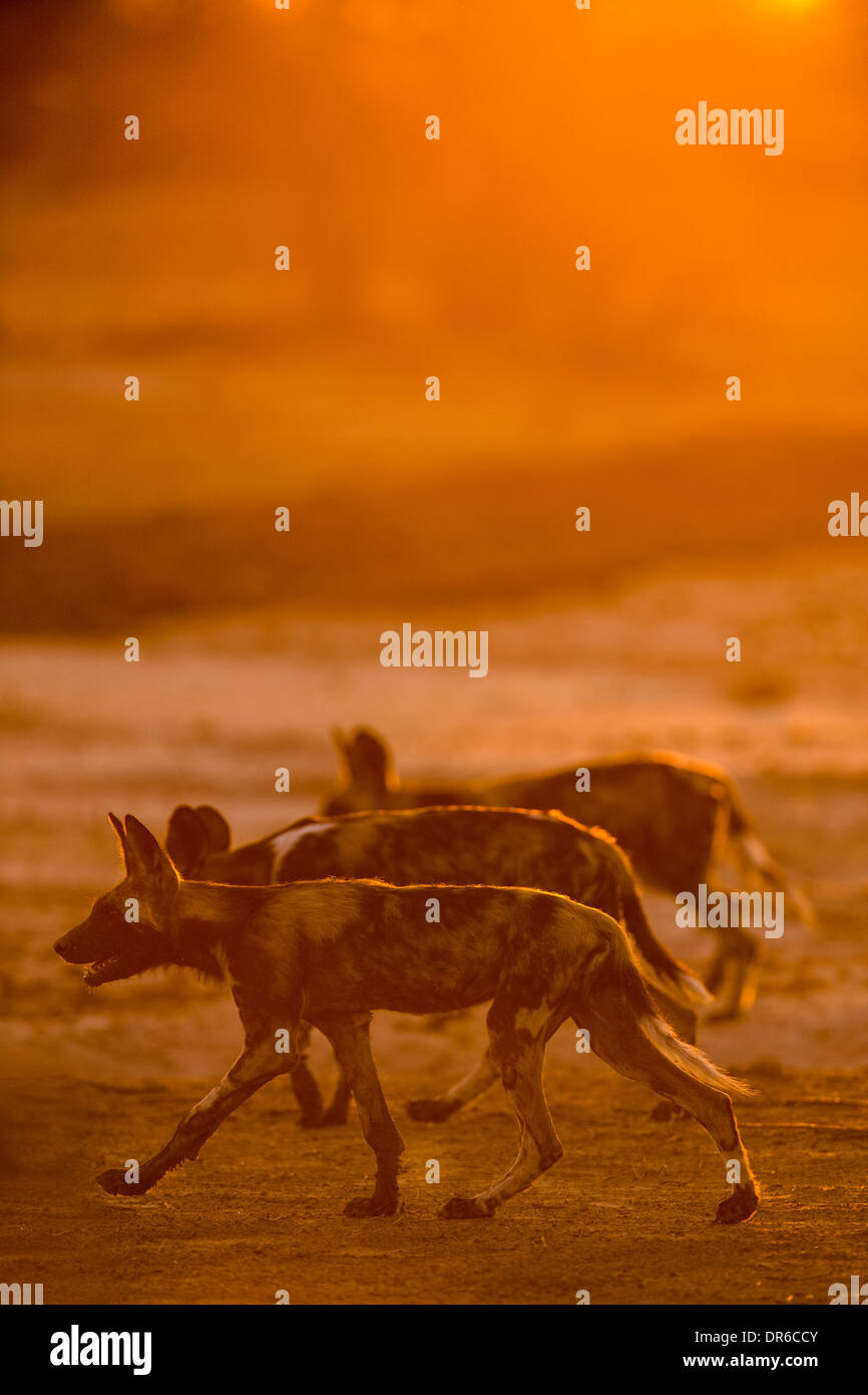 Vista laterale di retro-illuminato cane selvatico (Lycaon pictus) Foto Stock