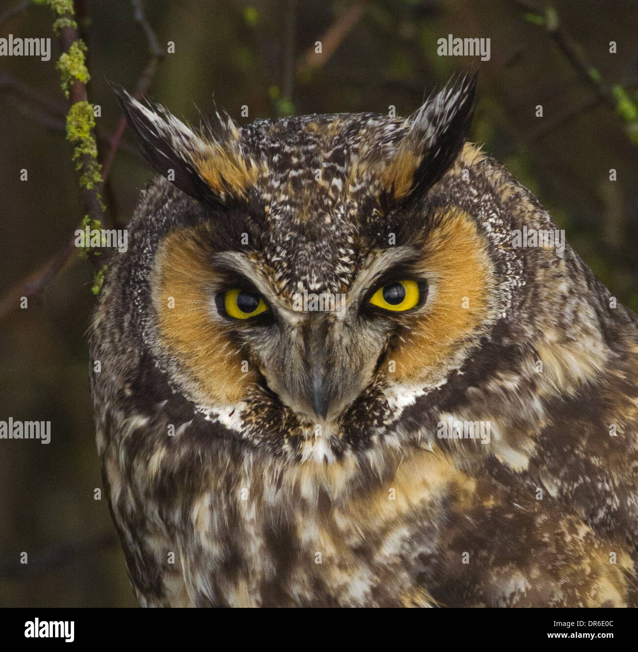 Asio otus Strix otus long eared owl Foto Stock