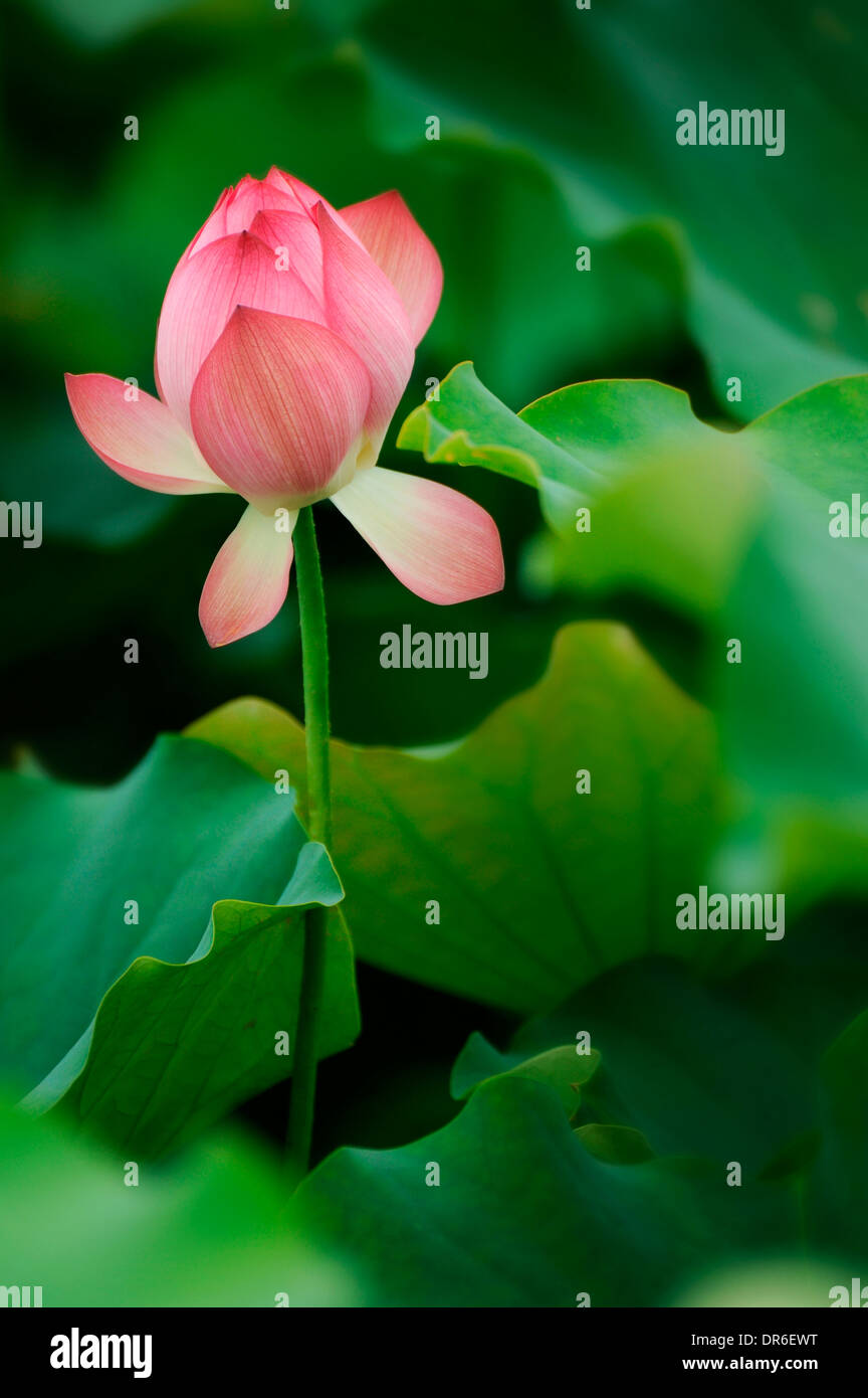 Fiore di loto Foto Stock