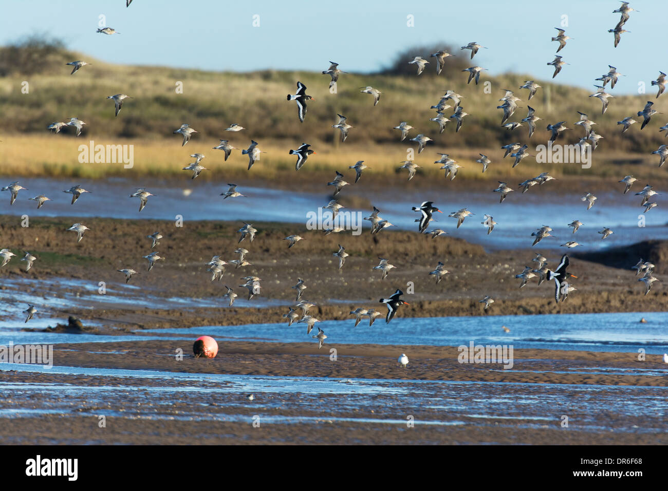 Wader gregge su maree estuario. Foto Stock