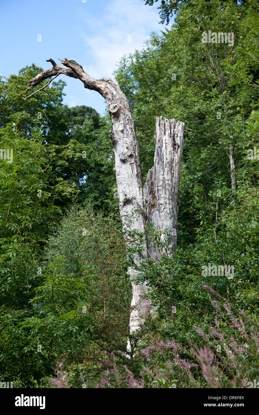 Lone, morto tronco di albero Foto Stock