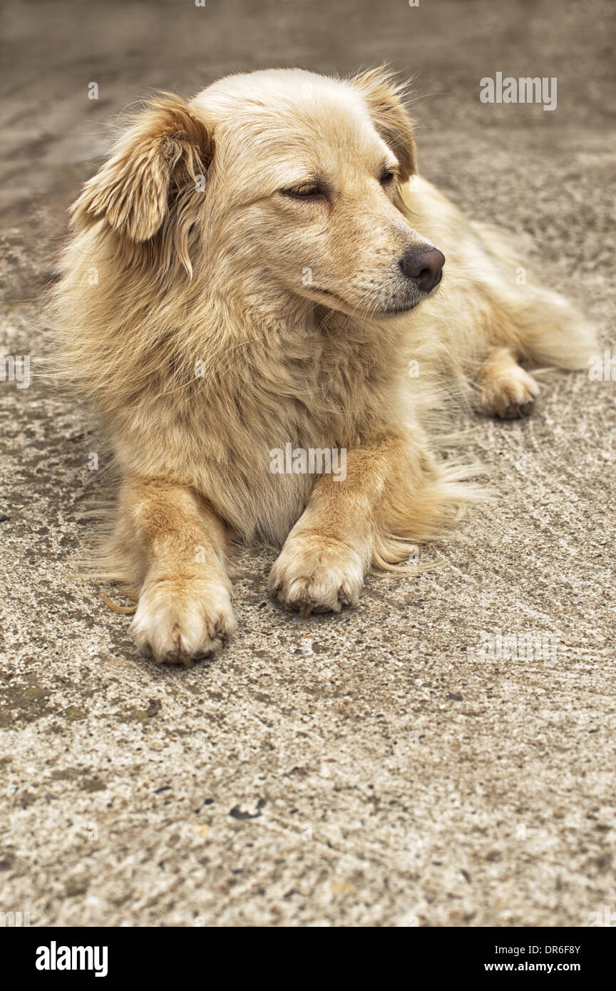 Ritratto di un cane giallo di riposo in cantiere. Foto Stock