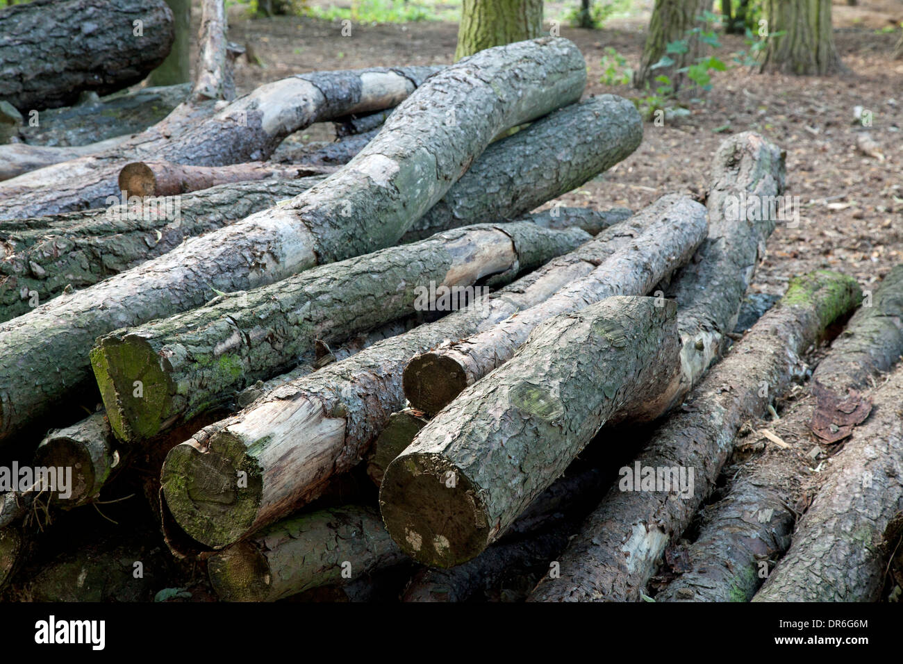 I registri di decadimento giacente nel bosco Foto Stock