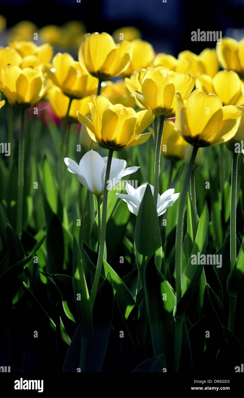 Tulipani bianco tra i tulipani gialli a Prescott Park di Portsmouth, New Hampshire. I Tulipani sono uno dei primi segni di primavera in Nuova Inghilterra Foto Stock