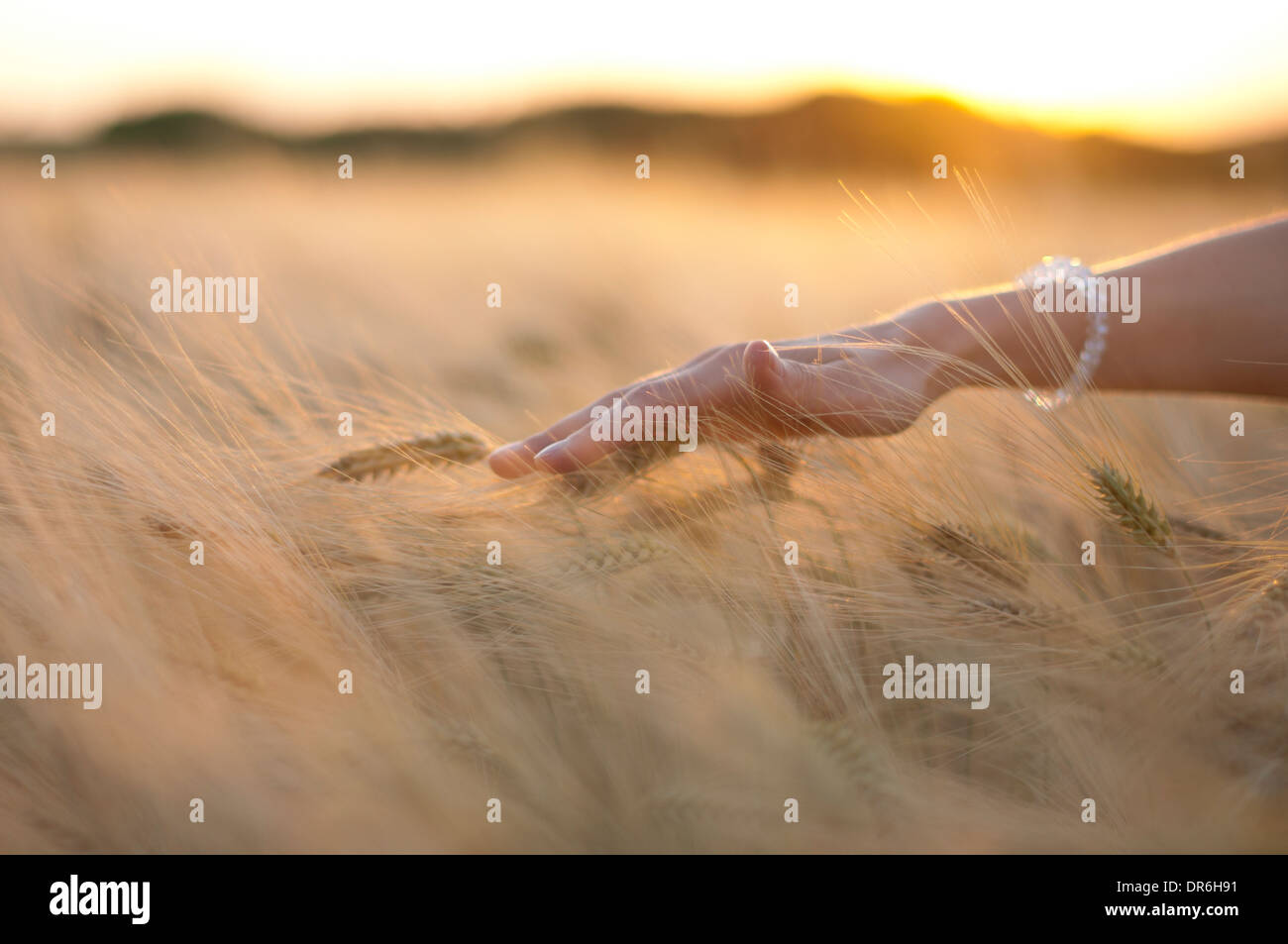 La mano di una donna in un campo di grano Foto Stock