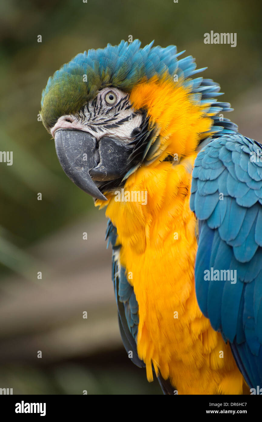 Blu e Oro macaw Foto Stock