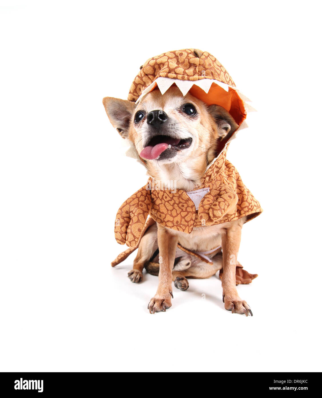 Carino chihuahua con un costume sul Foto Stock