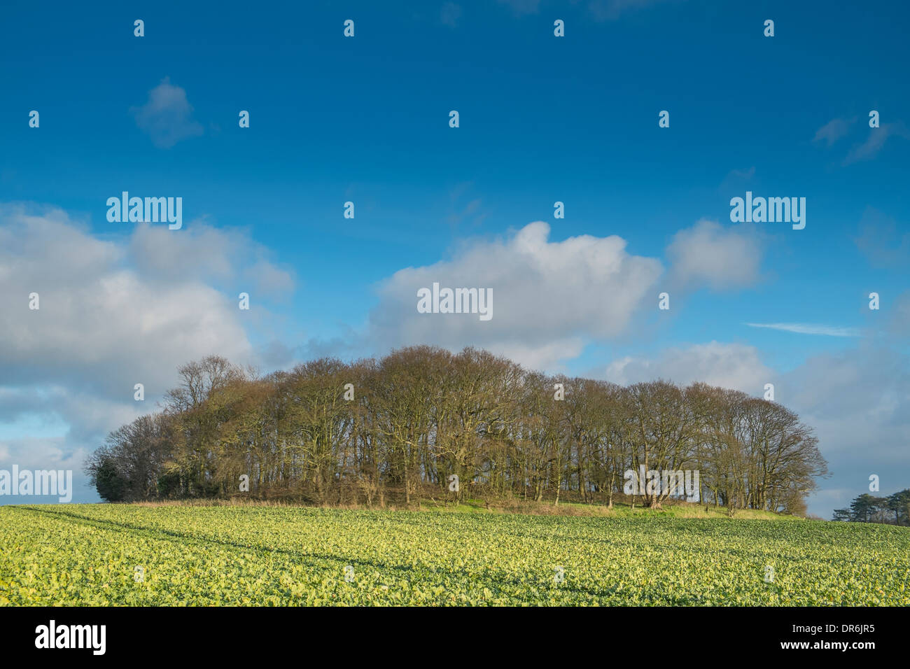 Tumulo sul campo di seminativi, Norfolk, gennaio. Foto Stock