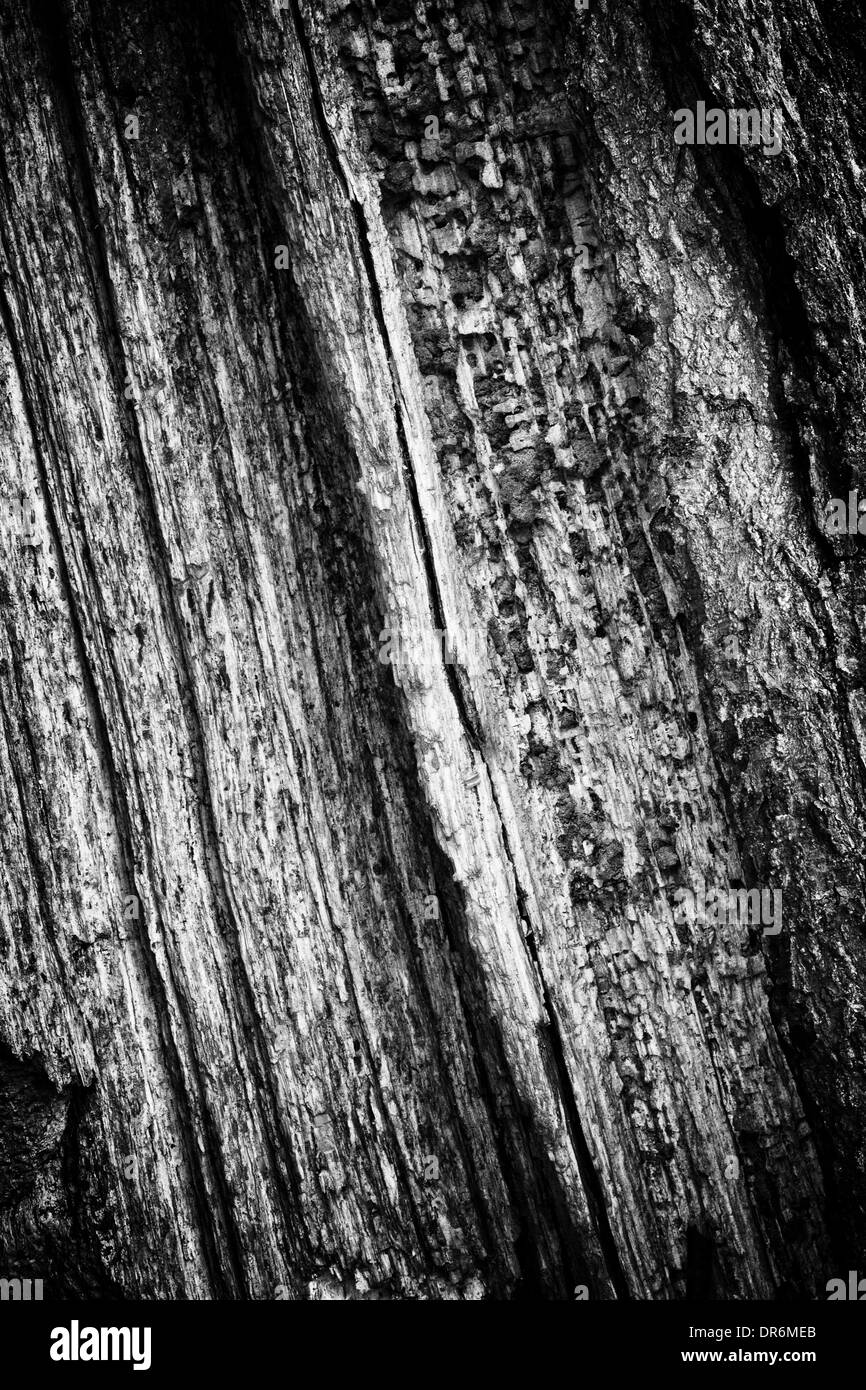 Il bel disegno sul legno di un albero morto Foto Stock