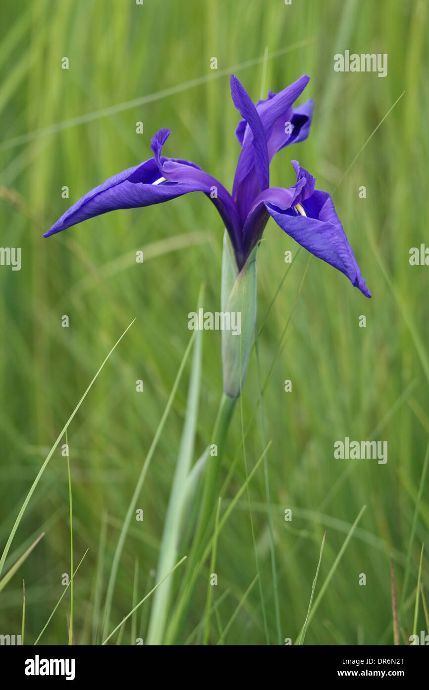 Rabbitear iris (Iris laevigata). Foto Stock