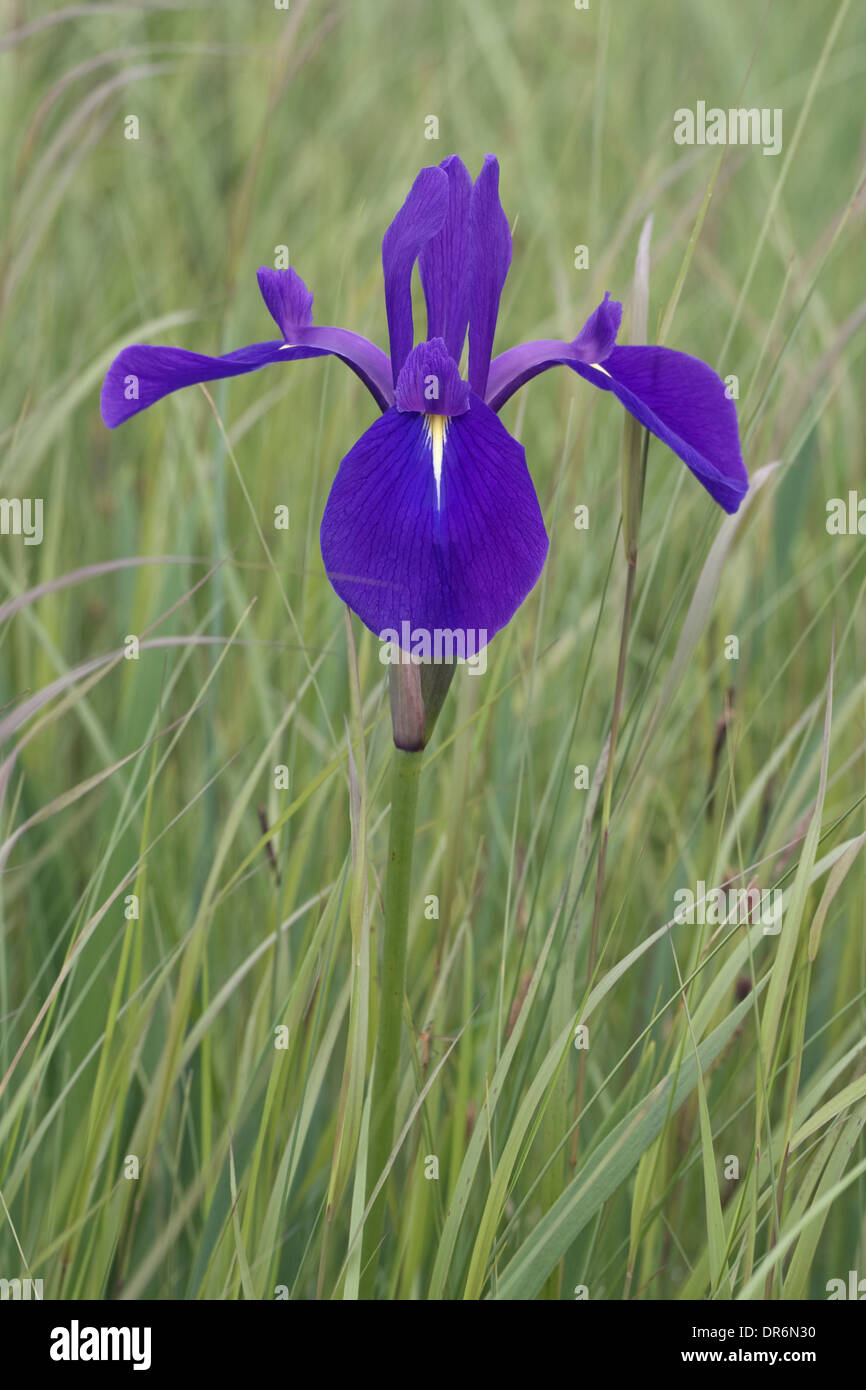 Rabbitear iris (Iris laevigata). Foto Stock