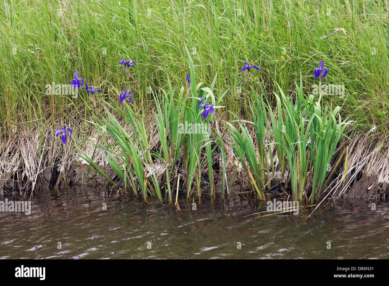 Rabbitear iris (Iris laevigata) Foto Stock