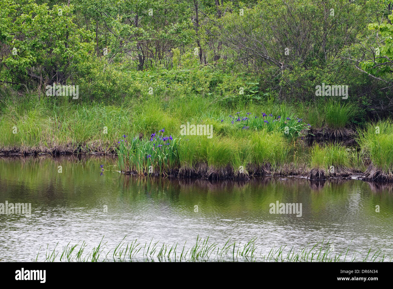 Paesaggio con Rabbitear iris (Iris laevigata). Territorio Primorsky, Russia Foto Stock