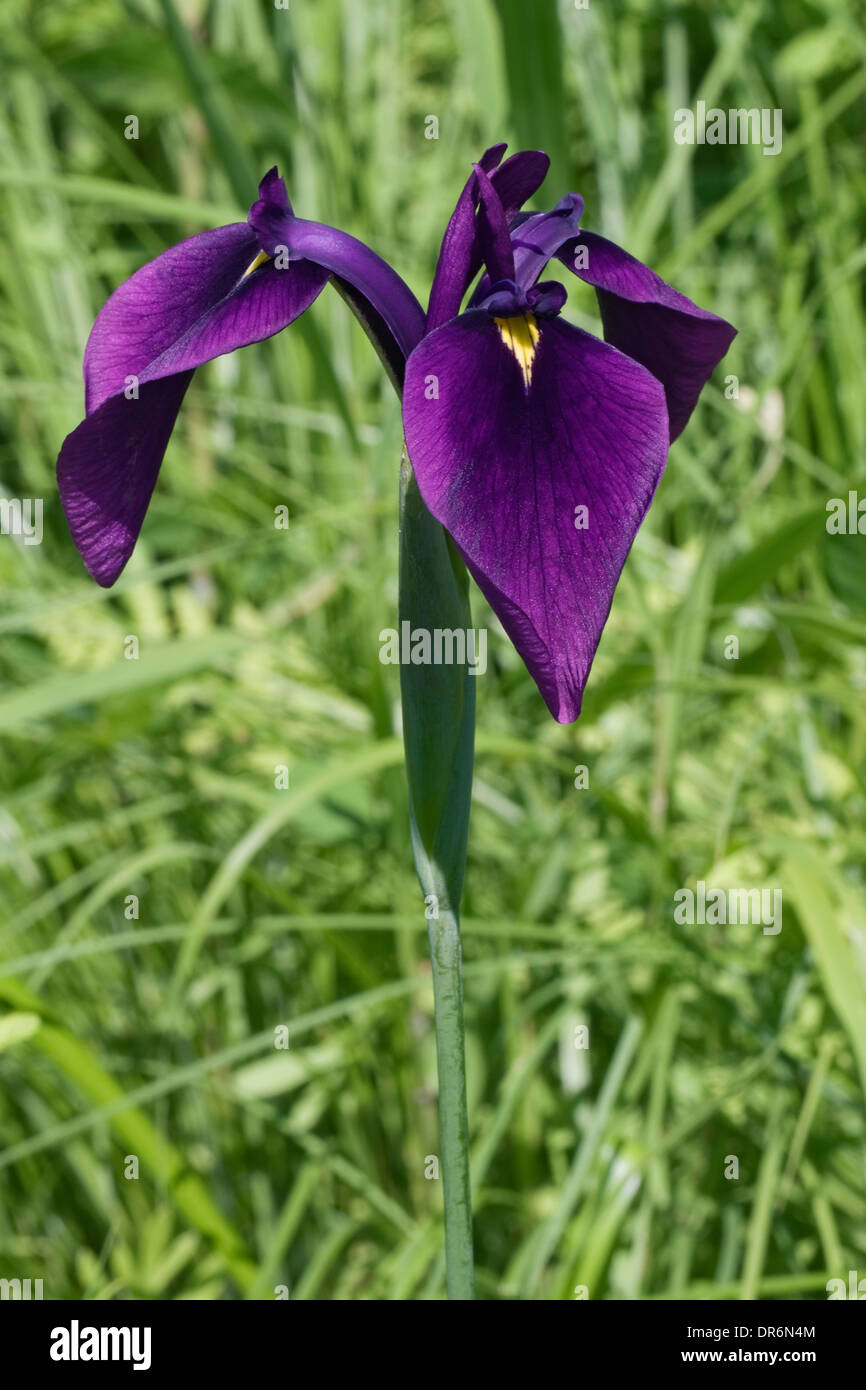 Russo (iris Iris ensata) Foto Stock