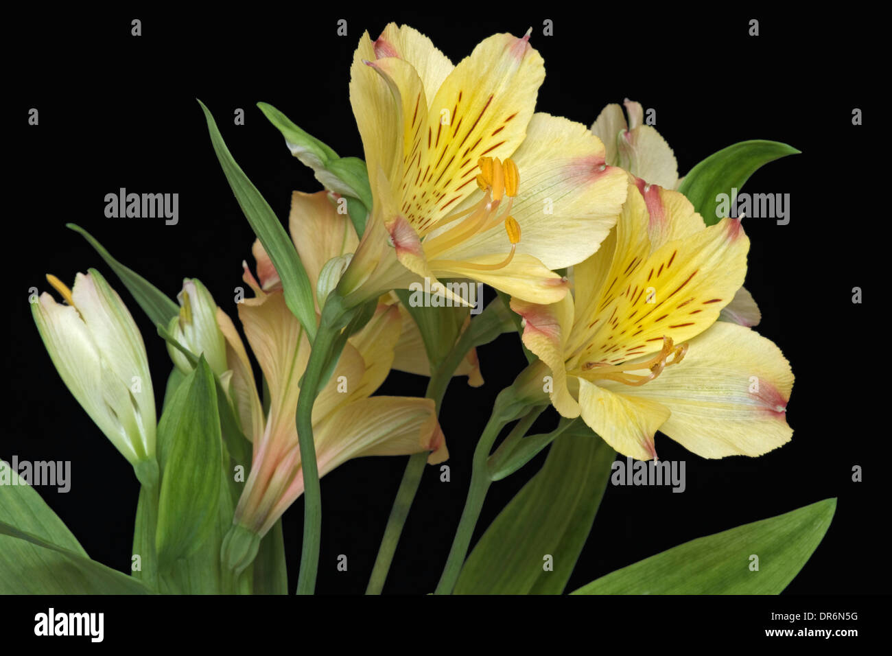 Giglio peruviano (Alstroemeria x ibrido). Foto Stock