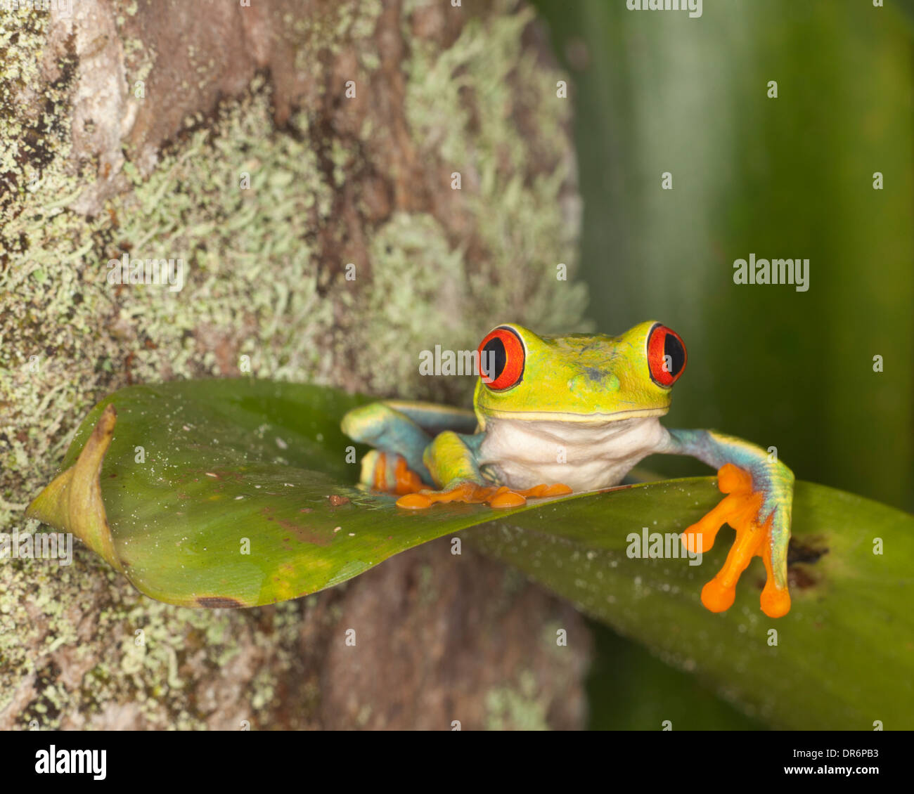 Rana di albero dall'occhio rosso (callidryas di Agalychnis) aka rana di foglia dell'occhio rosso o n una foglia in foresta tropicale, Costa Rica Foto Stock