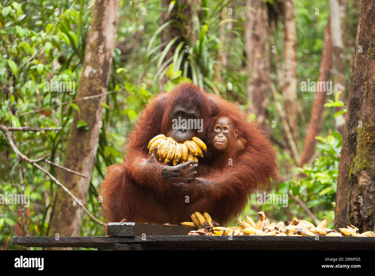 Madre di Orangutan di Borneo che tiene il bambino giovane con mazzo di banane ripieno in bocca sulla piattaforma alla stazione di alimentazione del Camp Leakey. Pango pygmaeus Foto Stock